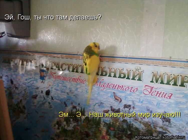 Котоматрица: Эй, Гош, ты что там делаешь? Эм... Э... Наш животный мир изучаю!!!