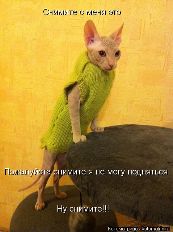Котоматрица: Снимите с меня это Пожалуйста снимите я не могу подняться  Ну снимите!!!