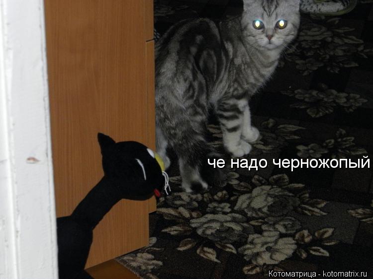 Котоматрица: че надо черножопый
