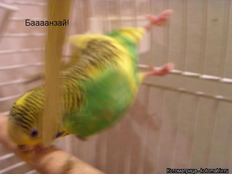 Котоматрица: Баааанзай!