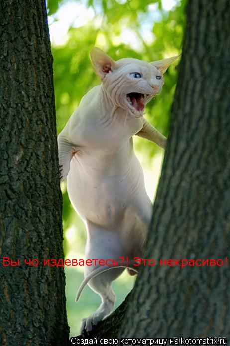 Котоматрица: Вы чо издеваетесь?! Это некрасиво!