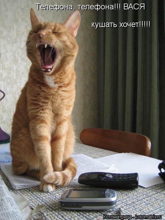 Котоматрица: Телефона, телефона!!! ВАСЯ   кушать хочет!!!!!