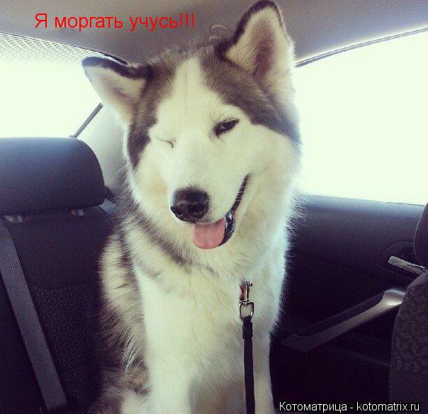 Котоматрица: Я моргать учусь!!!