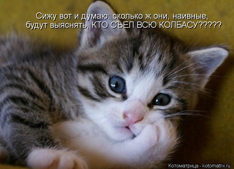 Сижу вот и думаю: сколько ж они, наивные, будут выяснять, КТО СЪЕЛ ВСЮ КОЛБАСУ?????... Котоматрица: Сижу вот и думаю: сколько ж они, наивные, будут выяснять, КТО СЪЕЛ ВСЮ КОЛБАСУ?????