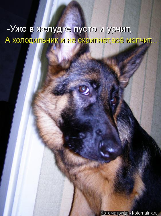-Уже в желудке пусто и урчит, А холодильник и не скрипнет,всё молчит...... Котоматрица: -Уже в желудке пусто и урчит, А холодильник и не скрипнет,всё молчит...