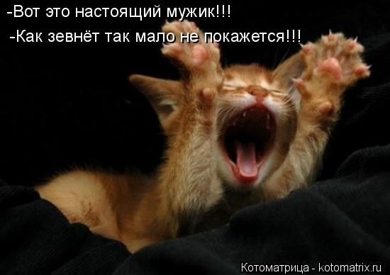 Котоматрица: -Вот это настоящий мужик!!! -Как зевнёт так мало не покажется!!!