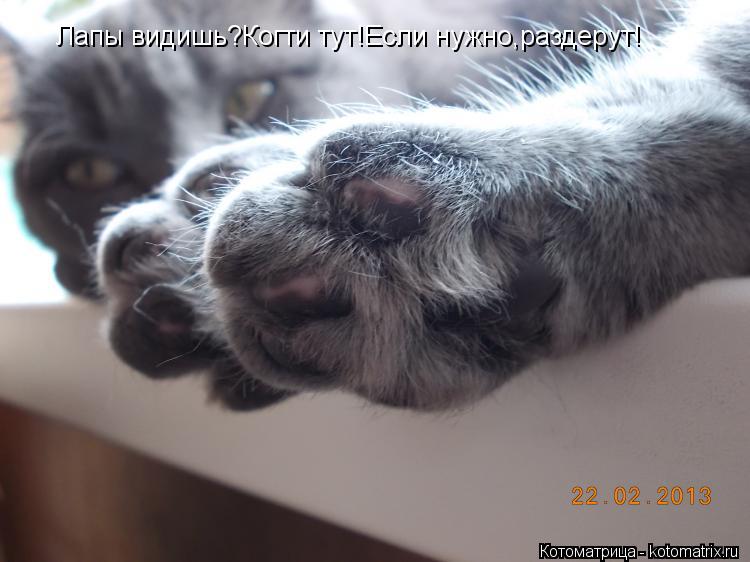 Котоматрица: Лапы видишь?Когти тут!Если нужно,раздерут!