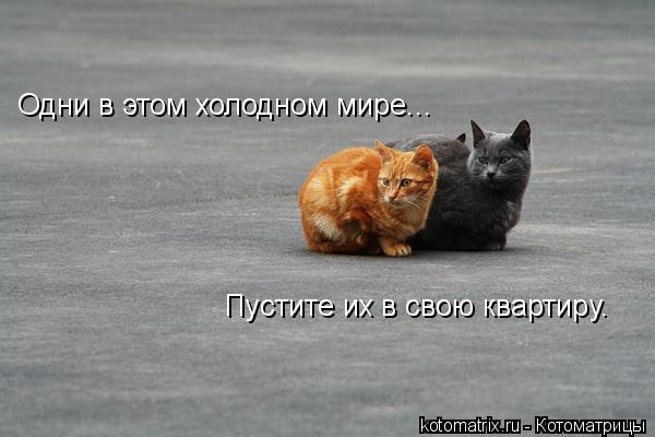 Котоматрица: Одни в этом холодном мире... Пустите их в свою квартиру.