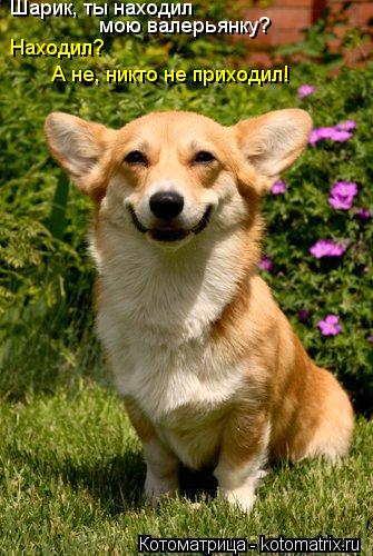 Котоматрица: Шарик, ты находил мою валерьянку? Находил? А не, никто не приходил!