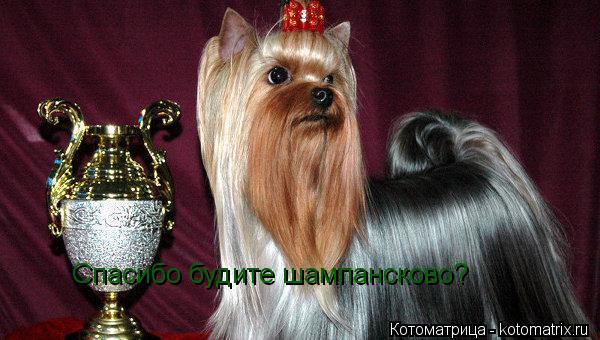 Котоматрица: Спасибо будите шампансково?
