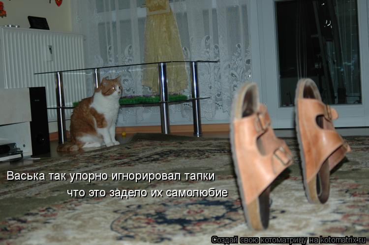 Котоматрица: Васька так упорно игнорировал тапки  что это задело их самолюбие