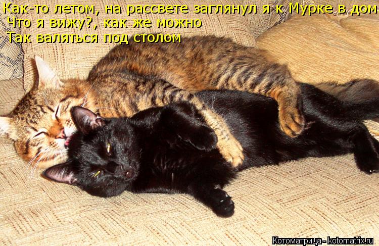 Как-то летом, на рассвете заглянул я к Мурке в дом. Что я вижу?, как же можно Так валяться под столом... Котоматрица: Как-то летом, на рассвете заглянул я к Мурке в дом. Что я вижу?, как же можно Так валяться под столом