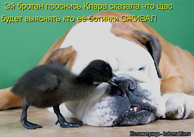 Котоматрица: Эй бротан проснись Клара сказала что щас будет выяснять кто её ботинки СЖИВАЛ