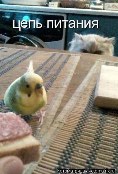 Котоматрица: цепь питания