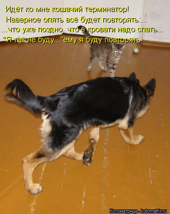 Котоматрица: Идёт ко мне кошачий терминатор! Наверное опять всё будет повторять:... ...что уже поздно, что в кровати надо спать... "Я так не буду..."ему я буду п