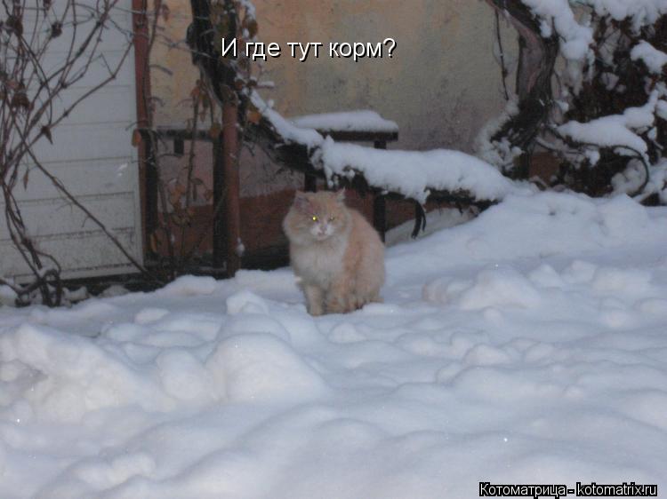 Котоматрица: И где тут корм?