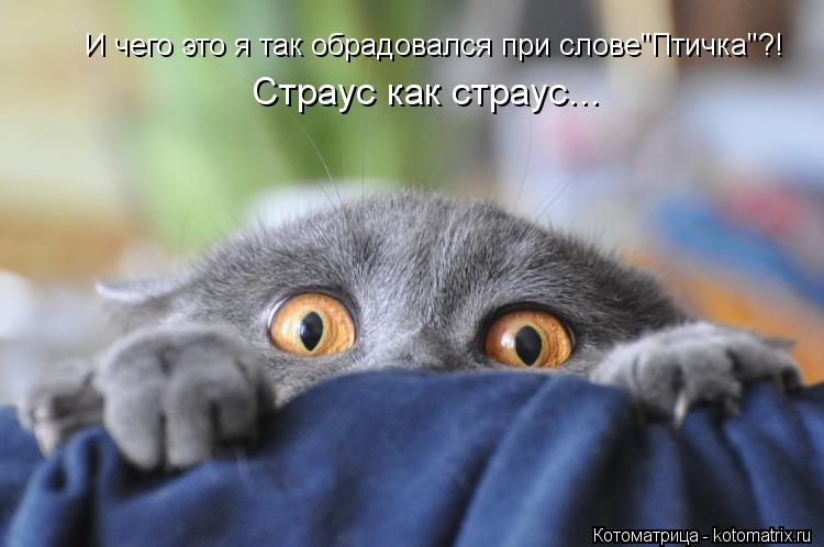 И чего это я так обрадовался при слове"Птичка"?! Страус как страус...... Котоматрица: И чего это я так обрадовался при слове"Птичка"?! Страус как страус...