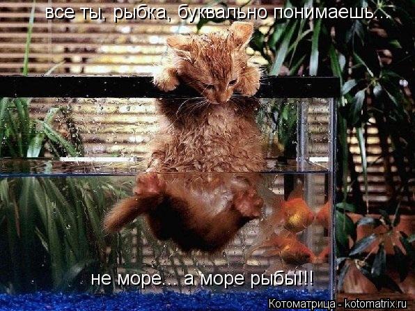 все ты, рыбка, буквально понимаешь... не море... а море рыбы!!!... Котоматрица: все ты, рыбка, буквально понимаешь... не море... а море рыбы!!!