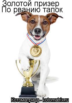 Котоматрица: Золотой призер По рванию тапок