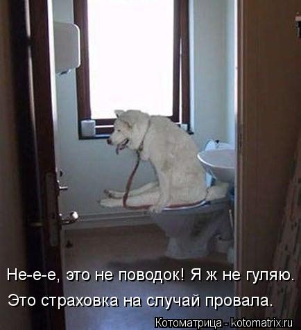 Котоматрица: Не-е-е, это не поводок! Я ж не гуляю. Это страховка на случай провала.