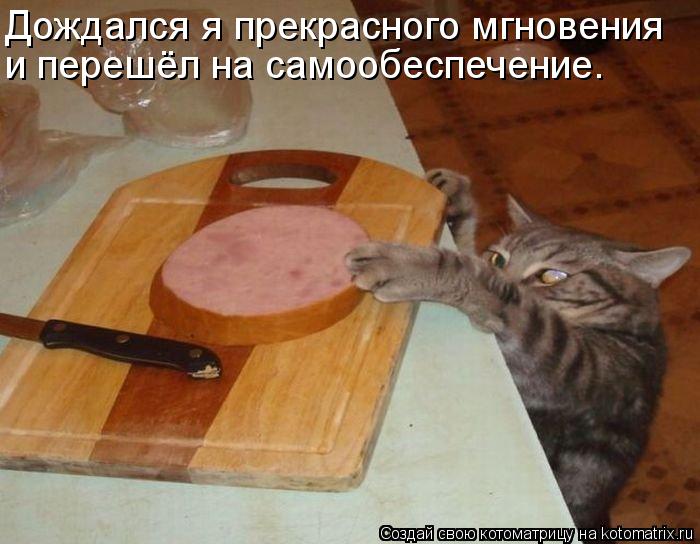 и перешёл на самообеспечение. Дождался я прекрасного мгновения... Котоматрица: и перешёл на самообеспечение. Дождался я прекрасного мгновения