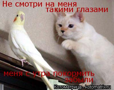 Не смотри на меня такими глазами меня с утра покормить забыли... Котоматрица: Не смотри на меня такими глазами меня с утра покормить забыли