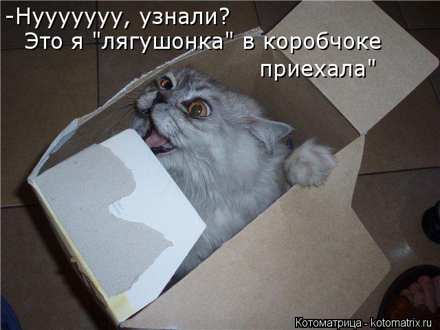 -Нууууууу, узнали? Это я "лягушонка" в коробчоке приехала"... Котоматрица: -Нууууууу, узнали? Это я "лягушонка" в коробчоке приехала"