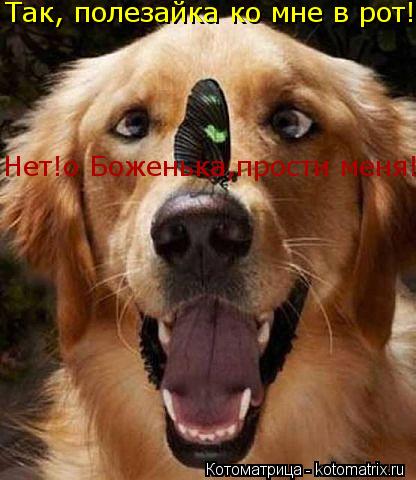 Котоматрица: Так, полезайка ко мне в рот! Нет!о Боженька,прости меня!