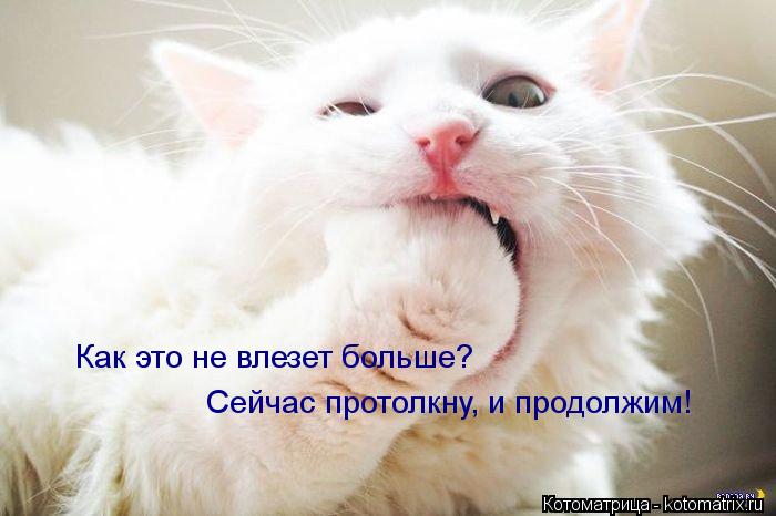 Как это не влезет больше? Сейчас протолкну, и продолжим!... Котоматрица: Как это не влезет больше? Сейчас протолкну, и продолжим!