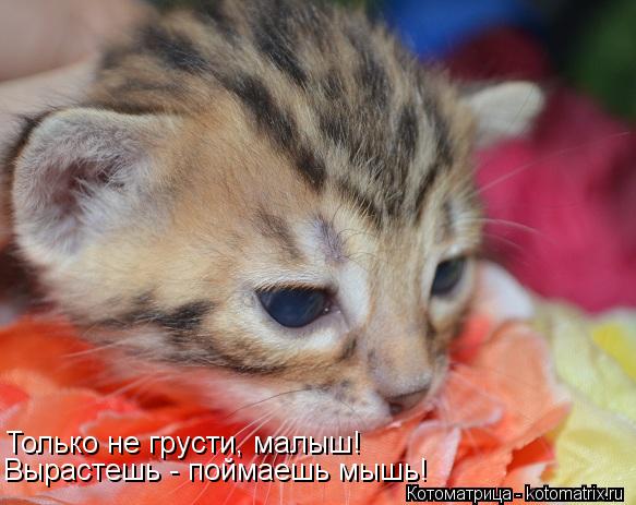 Вырастешь - поймаешь мышь! Только не грусти, малыш!... Котоматрица: Вырастешь - поймаешь мышь! Только не грусти, малыш!