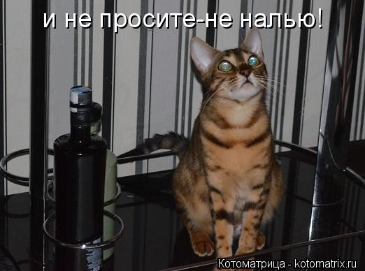 Котоматрица: и не просите-не налью!