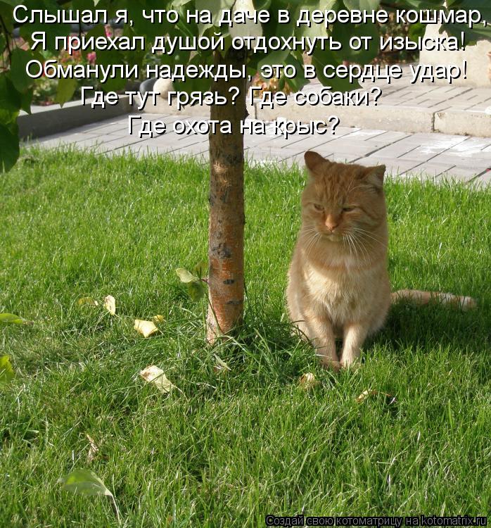 Котоматрица: Слышал я, что на даче в деревне кошмар, Я приехал душой отдохнуть от изыска! Обманули надежды, это в сердце удар! Где тут грязь? Где собаки?  Гд