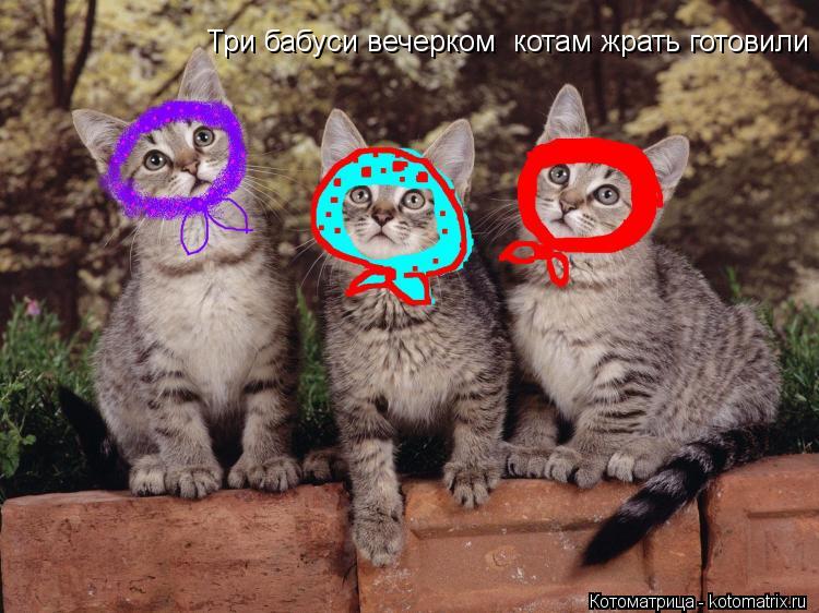 Котоматрица: Три бабуси вечерком  котам жрать готовили
