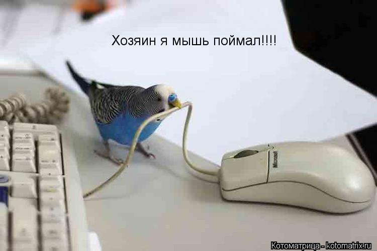 Хозяин я мышь поймал!!!!... Котоматрица: Хозяин я мышь поймал!!!!