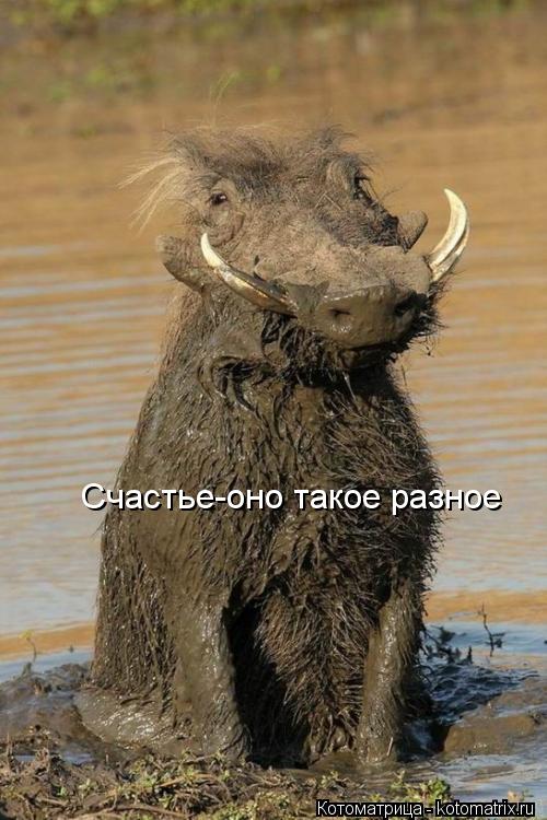 Котоматрица: Счастье-оно такое разное