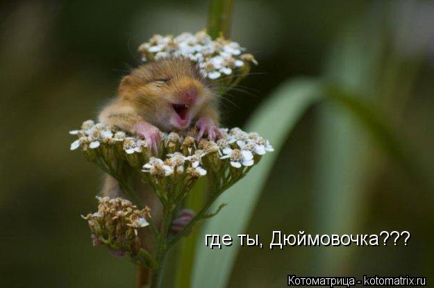 Котоматрица: где ты, Дюймовочка???