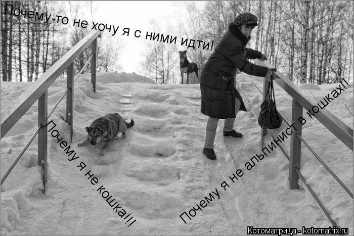 Почему-то не хочу я с ними идти! Почему я не альпинист в кошках!! Почему я не кошка!!!... Котоматрица: Почему-то не хочу я с ними идти! Почему я не альпинист в кошках!! Почему я не кошка!!!