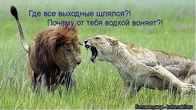 Котоматрица: Где все выходные шлялся?! Почему от тебя водкой воняет?!