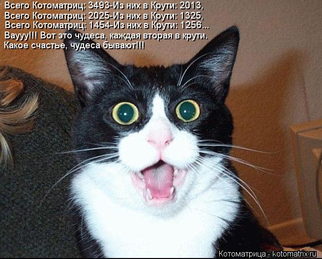 Котоматрица: Всего Котоматриц: 3493-Из них в Крути: 2013,  Всего Котоматриц: 2025-Из них в Крути: 1325, Всего Котоматриц: 1454-Из них в Крути: 1256...  Ваууу!!! Вот это чудес