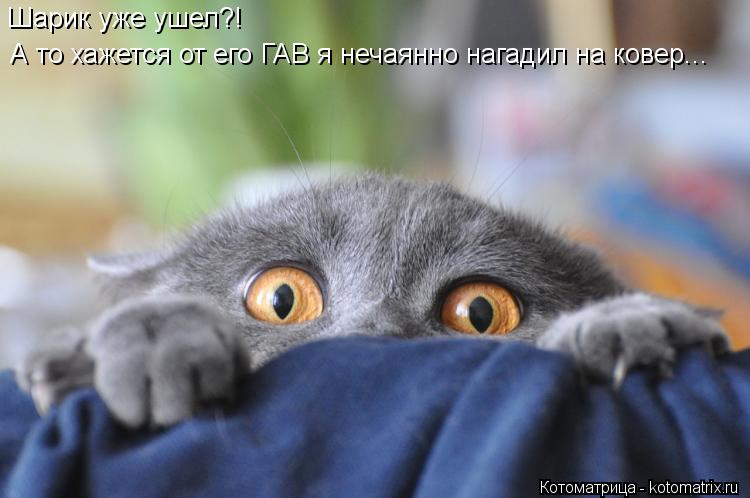 Котоматрица: Шарик уже ушел?! А то хажется от его ГАВ я нечаянно нагадил на ковер...