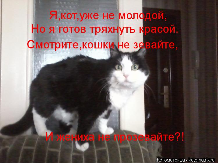 Котоматрица: Я,кот,уже не молодой, Но я готов тряхнуть красой. Смотрите,кошки не зевайте, И жениха не прозевайте?!