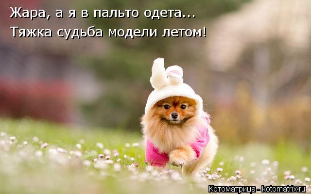 Котоматрица: Жара, а я в пальто одета... Тяжка судьба модели летом!