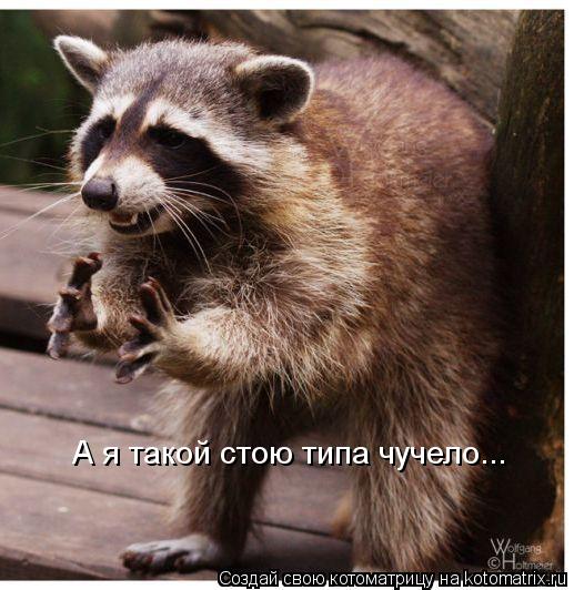 Котоматрица: А я такой стою типа чучело...