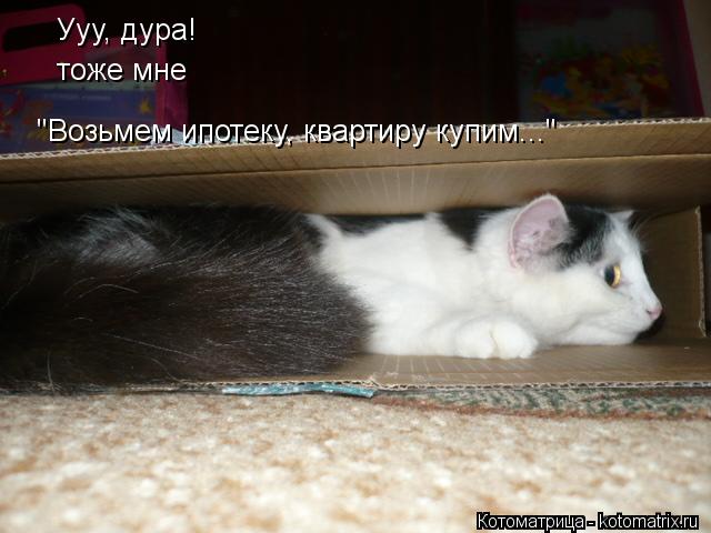 Котоматрица: Ууу, дура! "Возьмем ипотеку, квартиру купим..." тоже мне