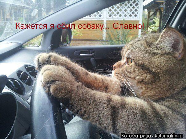Котоматрица: Кажется я сбил собаку... Славно!