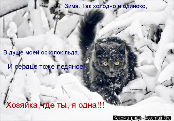 Котоматрица: Зима. Так холодно и одиноко,в душе моей осколок льда, и сердце тоже ледяно.,Хозяйка, где ты, я одна.  В душе моей осколок льда.   И сердце тоже ле