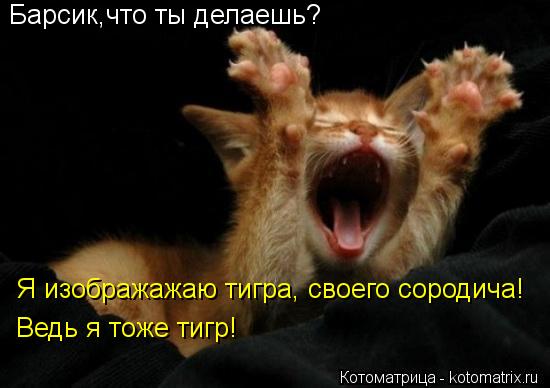 Котоматрица: Барсик,что ты делаешь? Я изображажаю тигра, своего сородича! Ведь я тоже тигр!