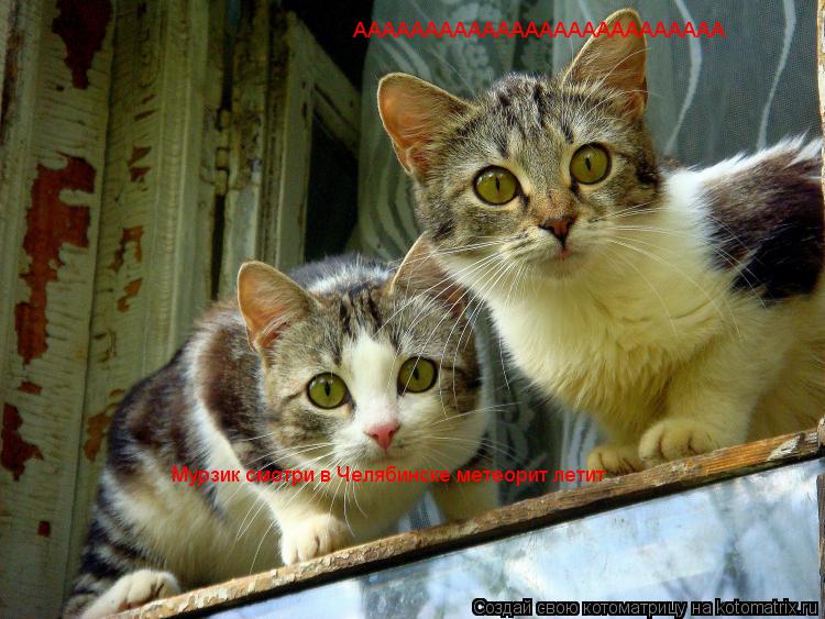 Мурзик смотри в Челябинске метеорит летит АААААААААААААААААААААААААА... Котоматрица: Мурзик смотри в Челябинске метеорит летит АААААААААААААААААААААААААА