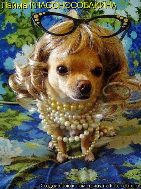 Котоматрица: Лайма КЛАССНОСОБАКИНА