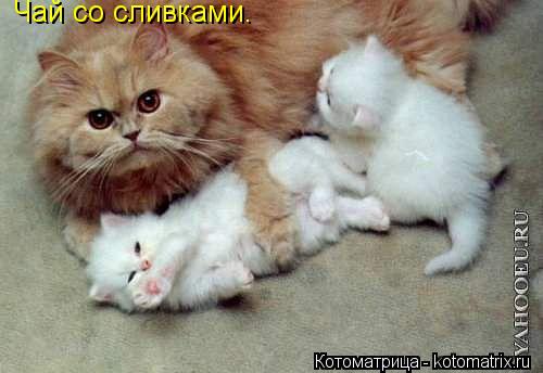 Котоматрица: Чай со сливками.